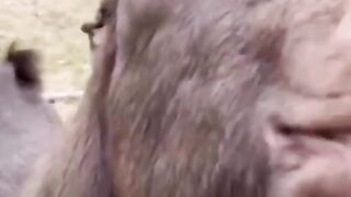 waooo very rare goat can sing melodiously