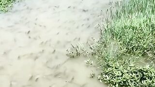 Ikan bergerombol
