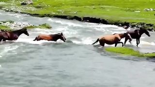 Wild Horses crossing river