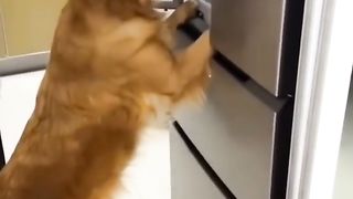 Try not to Laugh 2