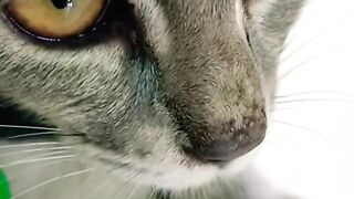 MATA KUCING ABU ABU