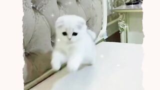 Available White Fluffy Cat's Playful Antics Will Melt Your Heart! ????