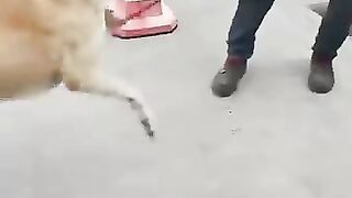 How to capture stray dogs