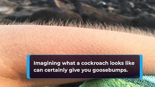 5 Unique Facts About Cockroaches You Probably Didn't Know