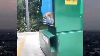 Funny videos animal