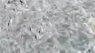 Cara hijaukan air kolam lele dengan pemupukan air PART - 3