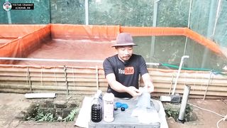 Cara hijaukan air kolam lele dengan pemupukan air PART - 2