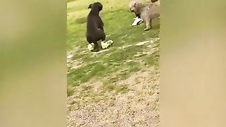 Try not to laugh ???? Best Pranks