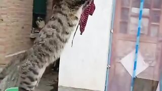 Funny cat - ninja cat