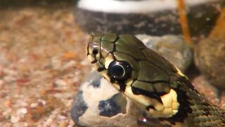 Snake junglee video