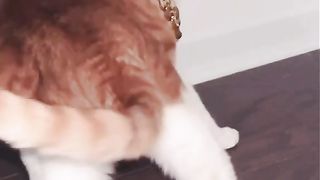 Cute Cat 11