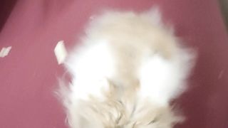 Cute Hamster | Hamster Lucu | Funny Video
