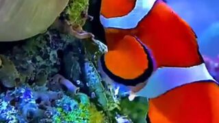 beautiful ornamental fish