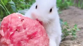 Bunny enjoying Watermelon | Bunny enjoying berries