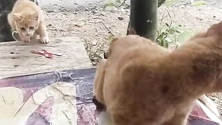 Funny cat reaction - crazy cat