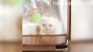 Funny Cats and Dogs Videos???? - Funniest Animal Videos 2023!????