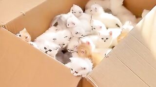 is it worth throwing it away, if it's this cute?