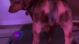 Ultimate Funniest Dogs and Cutest Puppies of TIKTOK Compilation #1