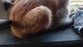 Funny cat - magic cat