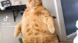TIK TOK funny COMPILATION