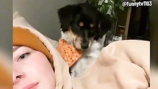 Kumpulan anjing bikin ngakak