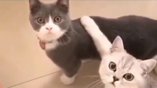 FUNNY cat COMPILATION