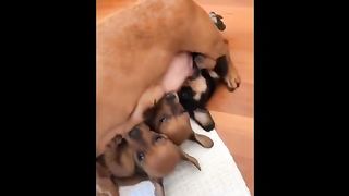 CUTESTS ANIMALS of the WORLD video compilation