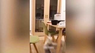 You Laugh You Lose ???? Funniest Dogs and Cats 2023 ????????