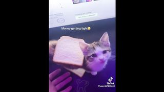 FUNNY CAT MEMES COMPILATION OF 2023 V23 2