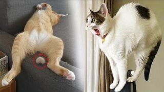 Chats et chiens les plus drôles ???????? Animaux drôles 2023 ???? 5