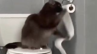 The Funniest Cat Compilation Ever P3! ♥️♥️♥️♥️