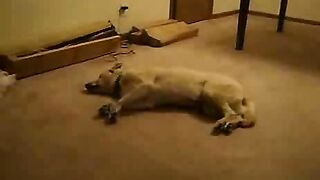 is this dog dreaming? you are powerful, O God