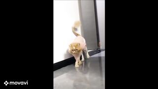 Cute and Funny Cat Videos to Keep You Smiling and feeling happy.