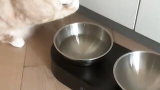 cat drinking  water unique