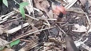 What snake is this