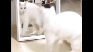Funny animals videos 2023.funniest cats and dogs videos