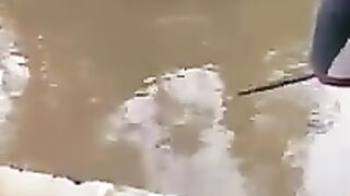crocodile 2