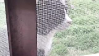 Poor cat 3