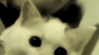 cute cats 7