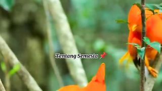 CARA BURUNG GUIANAN COCK-OF-ROCK JANTAN MENCARI PASANGAN