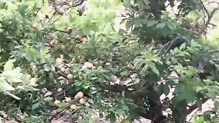 Peach