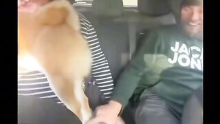 Приколи 227