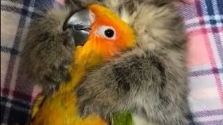 Funniest Annimals Videos