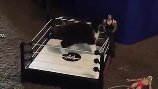 Cat  fight !!