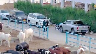 Fanny video good night