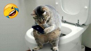 Chats et chiens les plus drôles !!!! Animaux drôles 2023 !! Partie 24