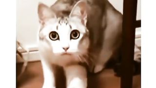 Приколи 229