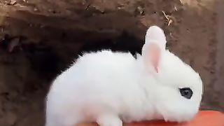 Cute animals 6