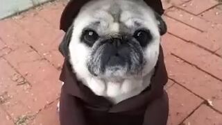 Cutest Annimal