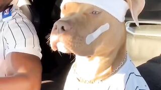 A dog jamming in to music